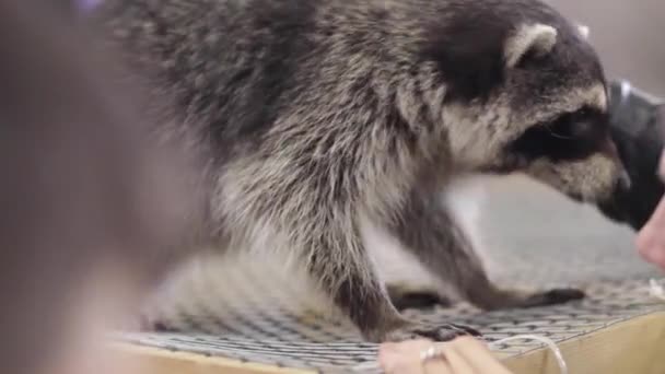 Raton laveur dans une cage - animaux en cage — Video