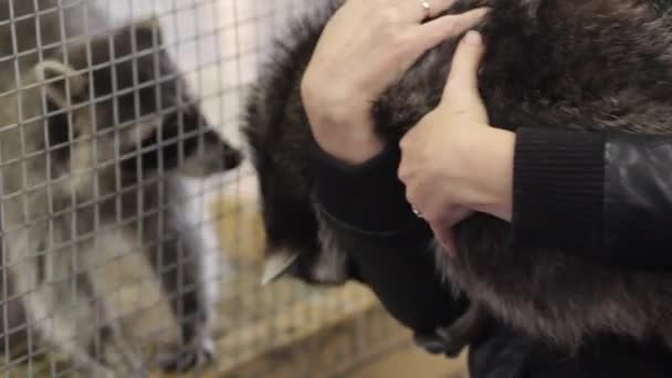 Raton laveur dans une cage - animaux en cage — Video