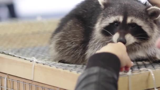 Rakun hayvanlar kafesin içinde bir kafeste- — Stok video