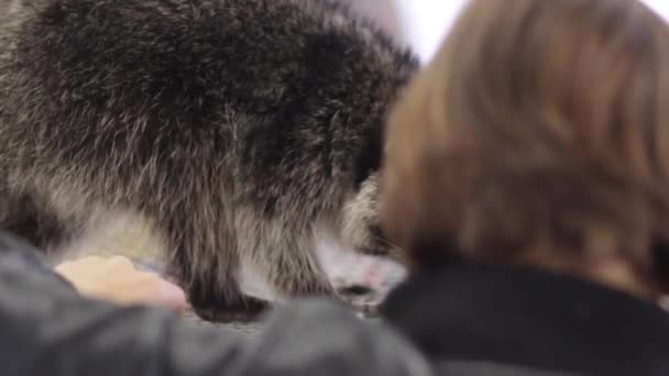 Raton laveur dans une cage - animaux en cage — Video