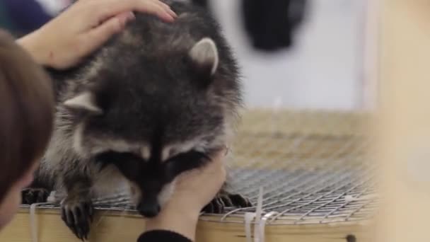 檻の中のケージに動物のアライグマ — ストック動画