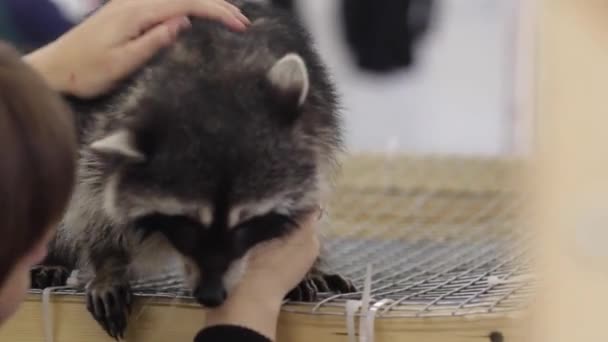 Guaxinins em uma jaula - animais em jaula — Vídeo de Stock