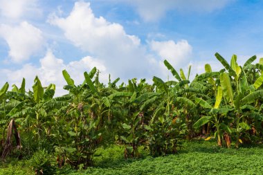 Muz ormanı mavi gökyüzü ve beyaz bulutların altında.