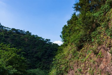Dağdaki yeşil ağaç Mavi gökyüzünün altında.