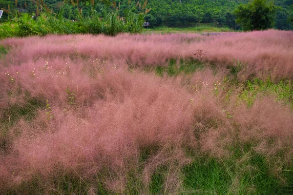 ピンクの髪の毛の毛の草 Muhlenbergia Capillaris 美しいピンクの髪の毛の毛の毛の毛の風景 — ストック写真