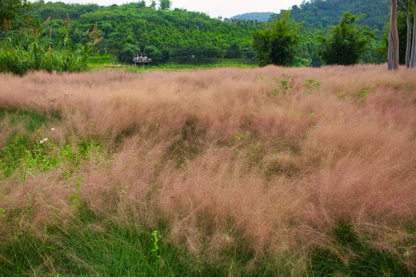 ピンクの髪の毛の毛の草 Muhlenbergia Capillaris 美しいピンクの髪の毛の毛の毛の毛の風景 — ストック写真