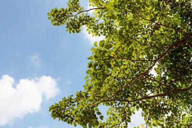 Mavi Gök 'e Karşı Düşük Açı Ağaçlar Görünümü