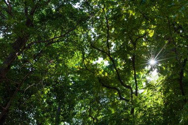 Mavi Gök 'e Karşı Düşük Açı Ağaçlar Görünümü