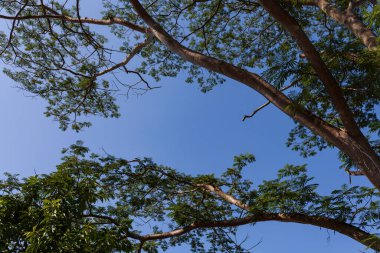 Mavi Gök 'e Karşı Düşük Açı Ağaçlar Görünümü