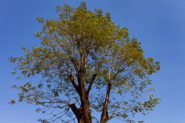Mavi Gök 'e Karşı Düşük Açı Ağaçlar Görünümü