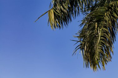 Mavi arkaplanda yeşil palmiye yemyeşil.