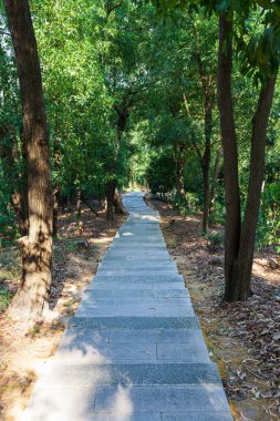 Şehir parkında yürüyüş parkı. Bitkiler, orman.