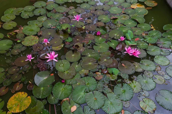 Planta Água Com Flor Uma Lagoa — Fotografia de Stock