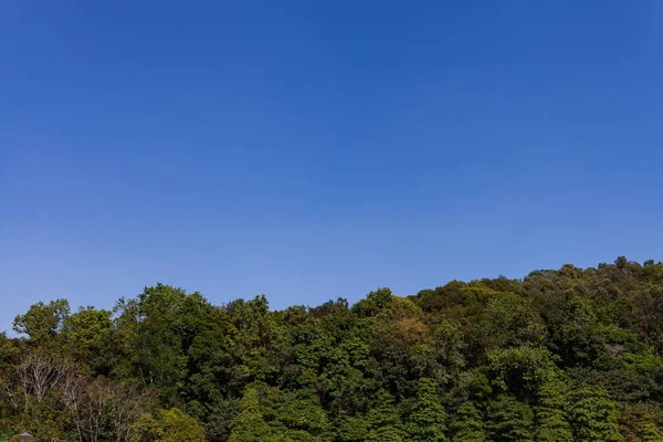 Grønt Tre Fjellet Den Blå Himmelen – stockfoto