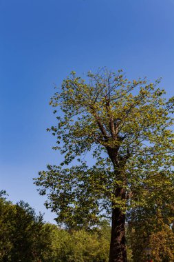 Mavi Gök 'e Karşı Düşük Açı Ağaçlar Görünümü