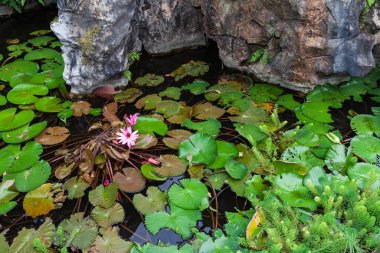 Gölette çiçekli su bitkisi.