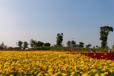 Sarı çiçekli bitki, mavi gökyüzünün altında sarı kasımpatı..