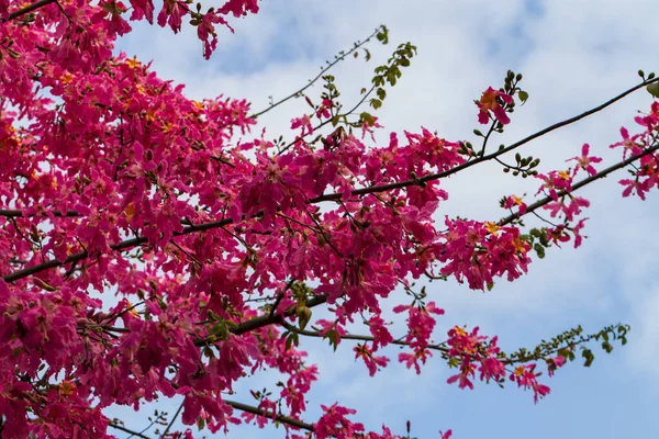 Mavi Gökyüzüne karşı Düşük Açı Pembe Çiçek Görünümü