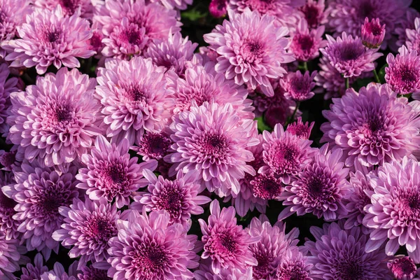 Purple chrysanthemum flower background Beautiful  Garden.