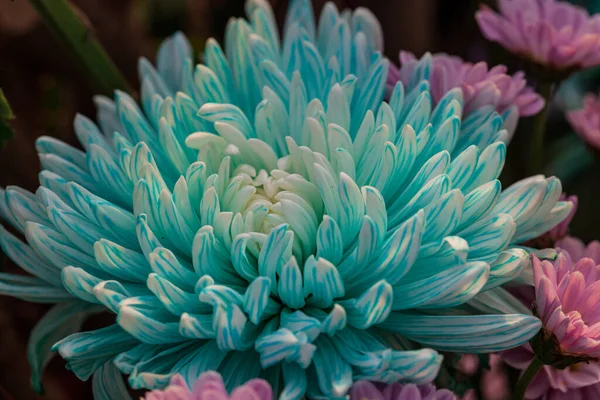 Flores Azuis Crisântemo Uma Cor Azul Arranjo Flores — Fotografia de Stock