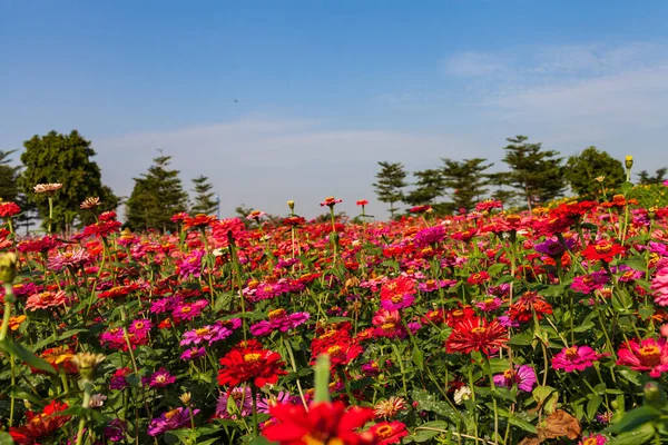 Güzel renkli çiçek arkaplanı Güzel bahçe.