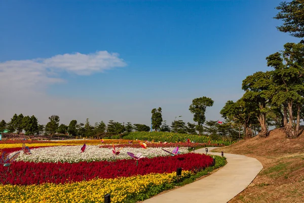 Güzel renkli çiçek tarlası Mavi gökyüzünün altında güzel bir bahçe