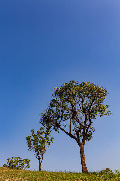 Blue sky and trees, Large tree dominates small tree on hillside.