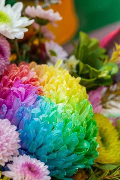 Colorful Chrysanthemum Flower. Chrysanthemum Rainbow Flower, Flower arrangement.