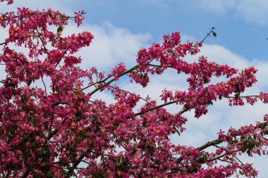 Mavi Gökyüzüne karşı Düşük Açı Pembe Çiçek Görünümü