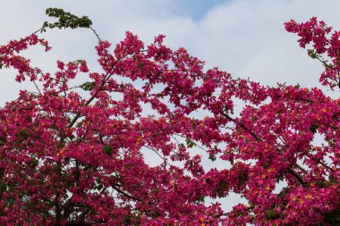 Mavi Gökyüzüne karşı Düşük Açı Pembe Çiçek Görünümü