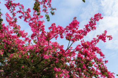 Mavi Gökyüzüne karşı Düşük Açı Pembe Çiçek Görünümü