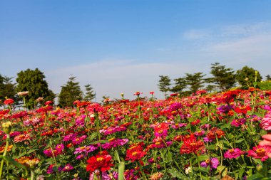 Güzel renkli çiçek arkaplanı Güzel bahçe.