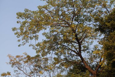 Mavi Gök 'e Karşı Düşük Açı Ağaçlar Görünümü