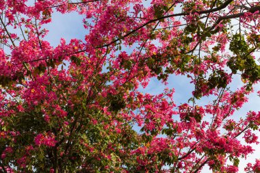 Mavi Gökyüzüne karşı Düşük Açı Pembe Çiçek Görünümü