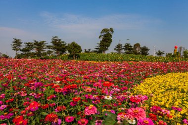 Güzel renkli çiçek arkaplanı Güzel bahçe.