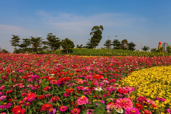 Güzel renkli çiçek arkaplanı Güzel bahçe.