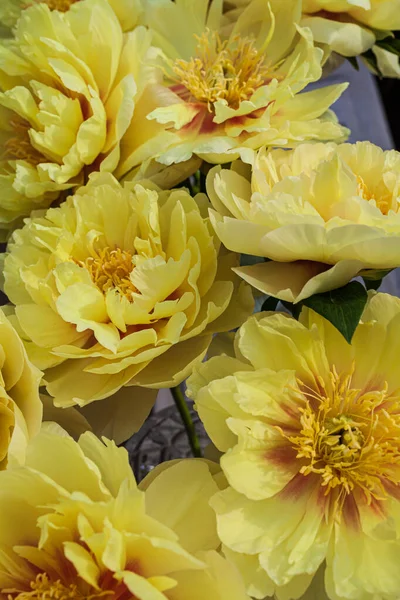 Beautiful flowers, peonies. Closeup of yellow peony flowers background.