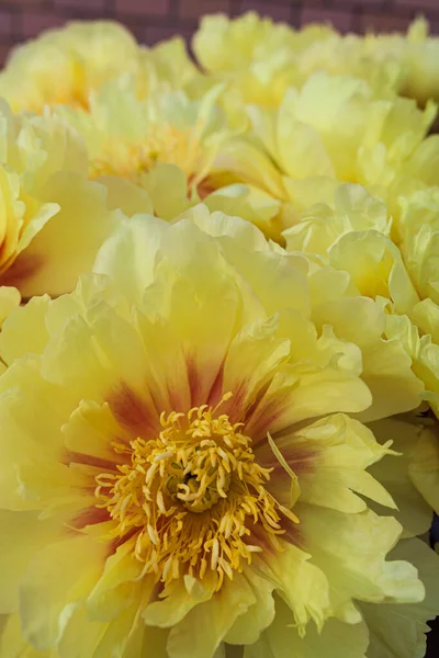 Прекрасні Квіти Півонії Крупним Планом Жовтий Фон Квітами Півоній — стокове фото