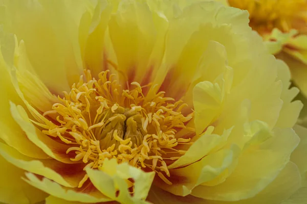 Beautiful flowers, peonies. Closeup of yellow peony flowers background.