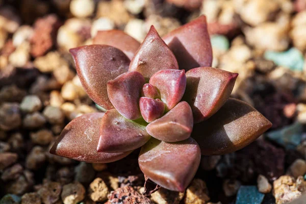 Close Succulent Plants Background Texture — Stock Photo, Image