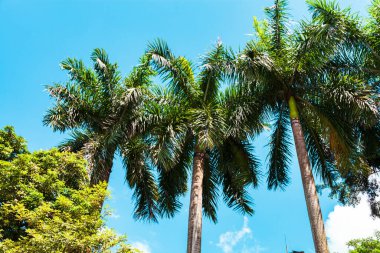 Mavi arkaplanda yeşil palmiye yemyeşil.
