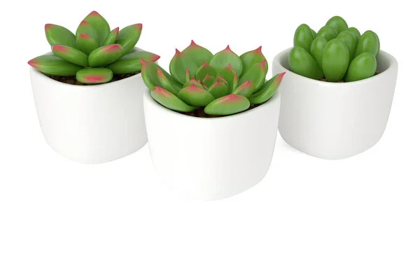 Succulent Flower Pot White Background Rendering Illustration — Foto de Stock