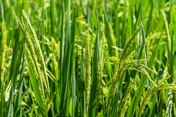 Green Rice Field Beatiful Green Rice Fields Close — Stock Photo, Image