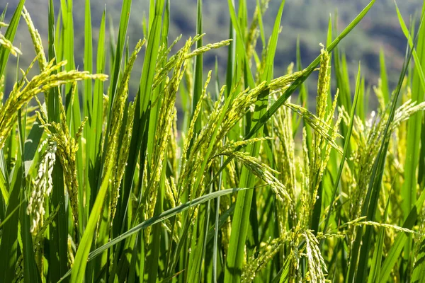 Green Rice Field Beatiful Green Rice Fields Close — Stock Photo, Image