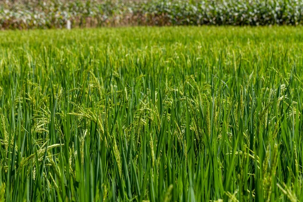 Green Rice Paddy Field Rice Plantation Organic Jasmine Rice Farm — Stock Photo, Image