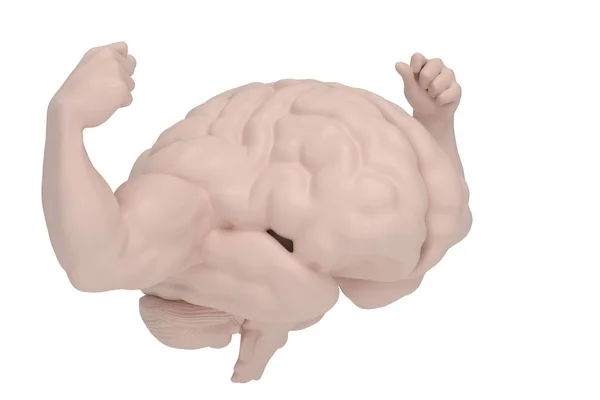 Cerebro Músculo Cerebro Fuerte Aislado Sobre Fondo Blanco Ilustración —  Fotos de Stock