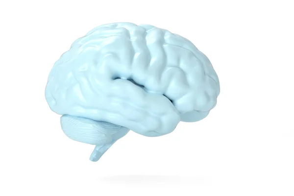 Cerebro Azul Aislado Sobre Fondo Blanco Ilustración —  Fotos de Stock