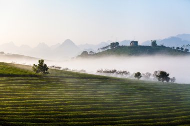 Mocchau highland, Vietnam: Moc Chau tea hill, Moc Chau village Oct 25, 2015. Tea is a traditional drink in Asia