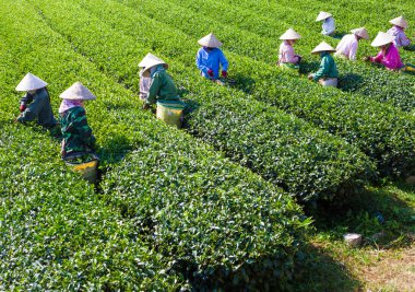 Mocchau yaylası, Vietnam: Çiftçiler yeşil çay tepe bir alanda çay yaprakları colectting