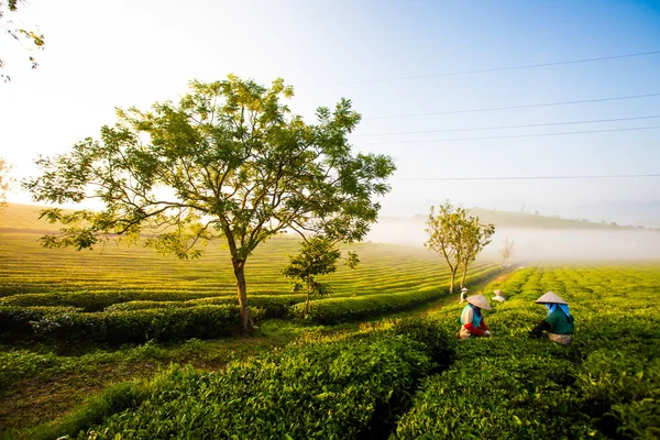 Mocchau yaylası, Vietnam: Çiftçiler yeşil çay tepe bir alanda çay yaprakları colectting